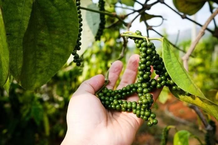 Giá tiêu hôm nay giảm nhẹ