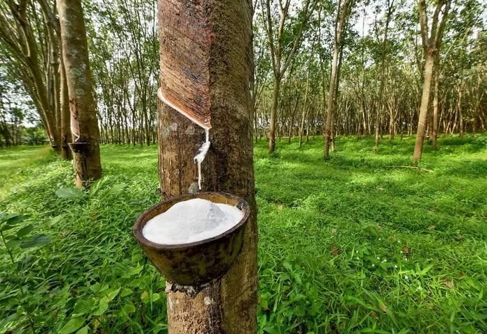 Giá cao su tại các doanh nghiệp lớn tại thị trường trong nước bình ổn