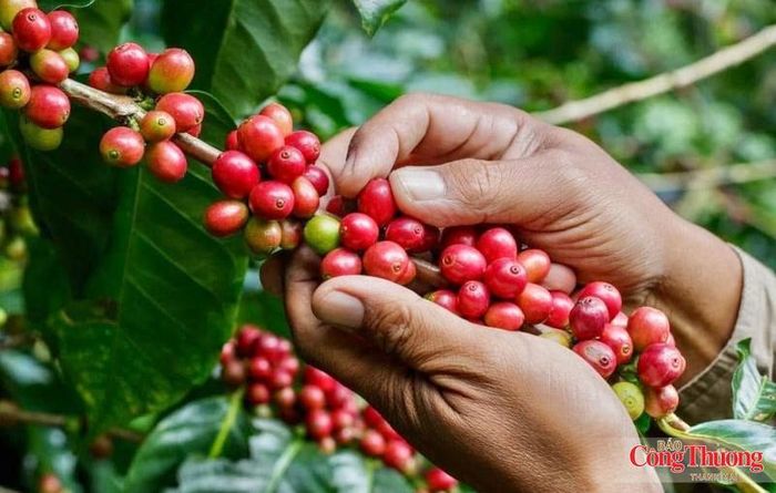Gia Lai hiện có khoảng 107.400 ha cà phê, đứng thứ ba cả nước về diện tích.