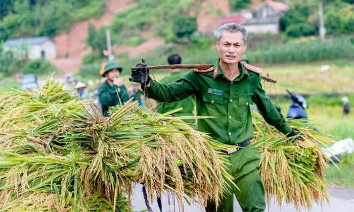 Thượng úy Vi Văn Trang hỗ trợ người dân địa phương thu hoạch lúa.
