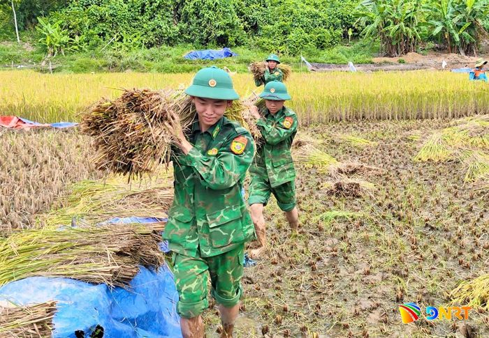 Cán bộ, chiến sĩ Đồn Biên phòng Cửa khẩu quốc tế Nam Giang giúp dân thu hoạch lúa mùa. Ảnh: PHƯỚC QUANG