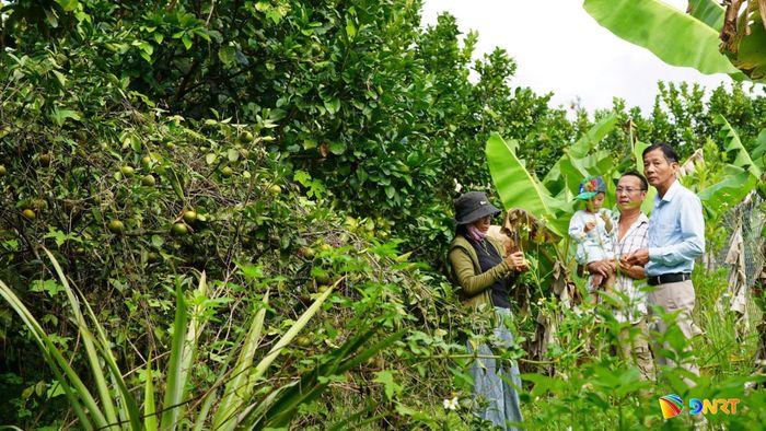 Du khách trải nghiệm vườn cây ăn trái ở Quế Phước. Ảnh: MINH THÔNG