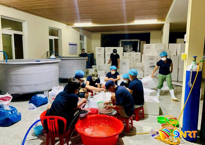 Công ty CP Giống thủy sản Kim Hoàng Quảng Nam chuẩn bị lô hàng giống tôm thẻ chân trắng xuất bán ra thị trường. Ảnh: K.H