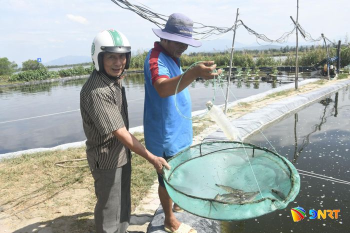 Chọn lọc tôm giống chất lượng giúp người nuôi giảm thiểu rủi ro. Ảnh: QUANG VIỆT