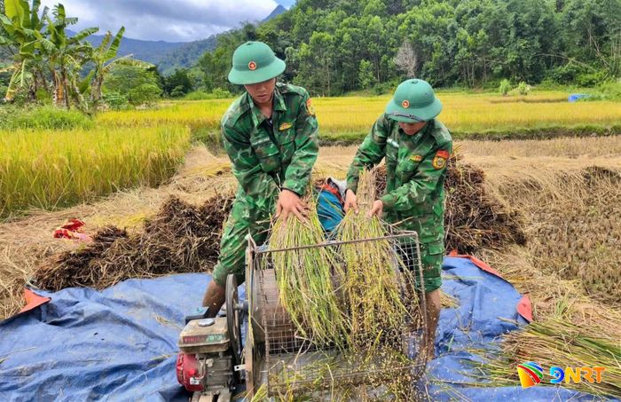 Cán bộ, chiến sĩ Đồn Biên phòng cửa khẩu quốc tế Nam Giang giúp dân thu hoạch lúa mùa. Ảnh: PHƯỚC QUANG