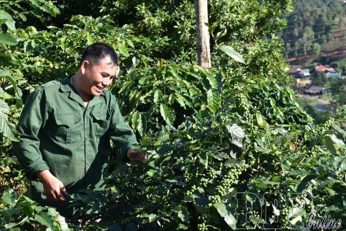 Với 3ha cà phê cho thu hoạch, gia đình anh Quàng Văn Thịnh, bản Lịch Nưa, xã Mường Lạn thu về khoảng 600 triệu đồng mỗi năm sau khi trừ chi phí.