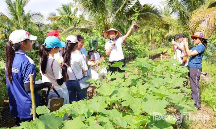 Du khách tham gia tìm hiểu mô hình sản xuất nông nghiệp sinh thái tại Điểm du lịch sinh thái Senta Farm, xã Tam Nông.