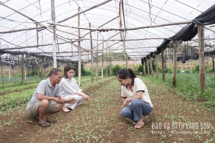 Mô hình sản xuất rau tại Hợp tác xã Sản xuất và dịch vụ Bắc Sơn