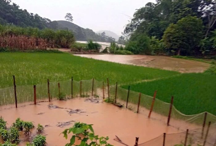 Mưa lũ đã làm hơn 13,58 ha lúa và cây hoa màu bị ngập hoặc bị vùi lấp. (Ảnh: Đình Văn)