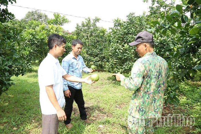 Là địa phương có diện tích cây ăn quả có múi lớn, xã Tây Cốc khuyến khích các hộ đầu tư thâm canh, ứng dụng tiến bộ kỹ thuật nhằm khai thác tối đa tiềm năng loại cây này.