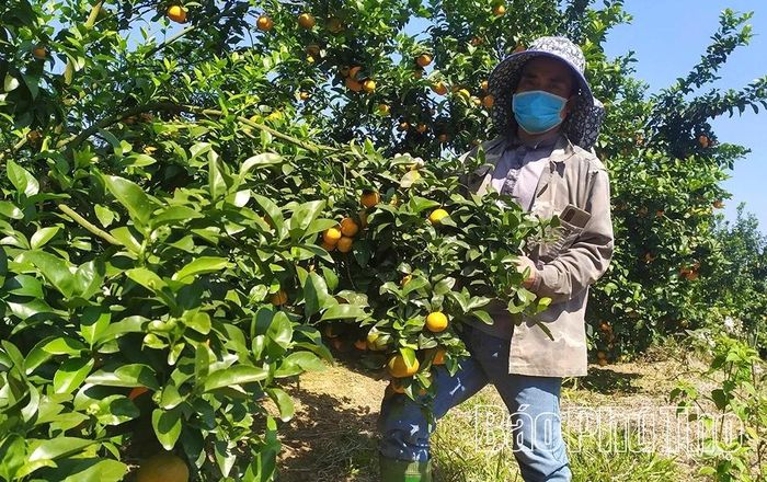 Gia đình anh Nguyễn Văn Đức (xã Thu Cúc) phát triển cây có múi theo tiêu chuẩn VietGAP, mỗi năm đạt doanh thu hàng chục tỷ đồng.