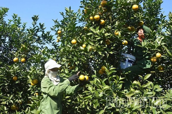 Tái cơ cấu cây có múi theo hướng nâng cao chất lượng, ứng dụng khoa học, công nghệ để giữ vững và nâng cao chất lượng thương hiệu đã được xây dựng ở vùng cam Cao Phong.