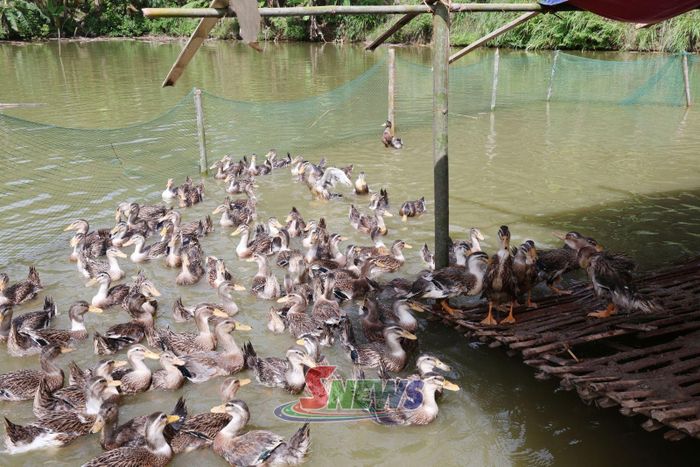 Mô hình nuôi vịt bản địa của nông dân xã Mường Khiêng.