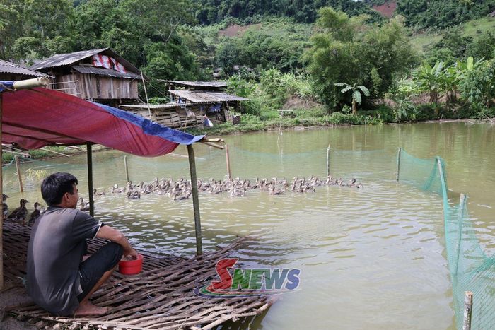 Mô hình nuôi vịt thả ao của người dân xã Mường Khiêng.