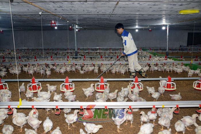 Mô hình nuôi gà tại bản Phương Quỳnh, xã Yên Sơn.