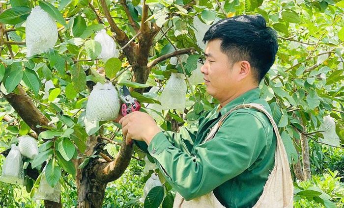 Từ trồng ổi lê Đài Loan, mỗi năm gia đình anh Đặng Trường Giang có thu nhập ổn định hơn 100 triệu đồng.