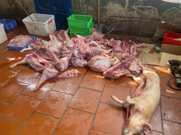 Kết quả xét nghiệm cho thấy 7/9 mẫu dương tính với vi rút Dịch tả lợn châu Phi.