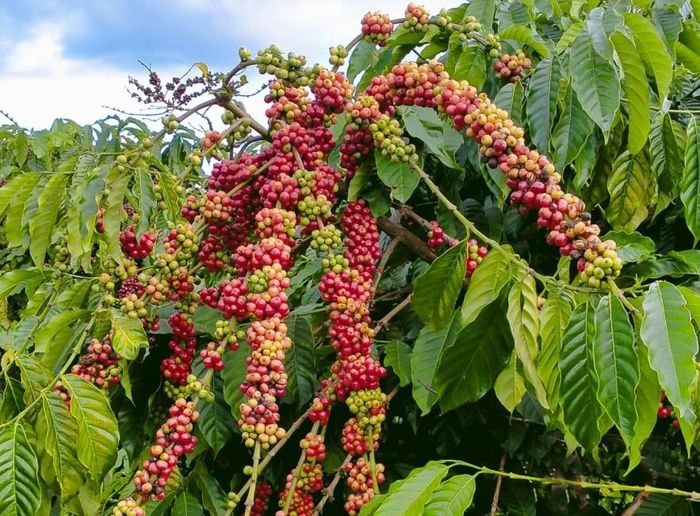 Giá cà phê hôm nay điều chỉnh tăng. Ảnh minh họa