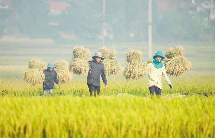 Từ đầu năm 2026, giá nhiều loại vật tư nông nghiệp liên tục tăng, gây thêm áp lực chi phí cho hoạt động sản xuất của nông dân. Ảnh: Đức Thanh