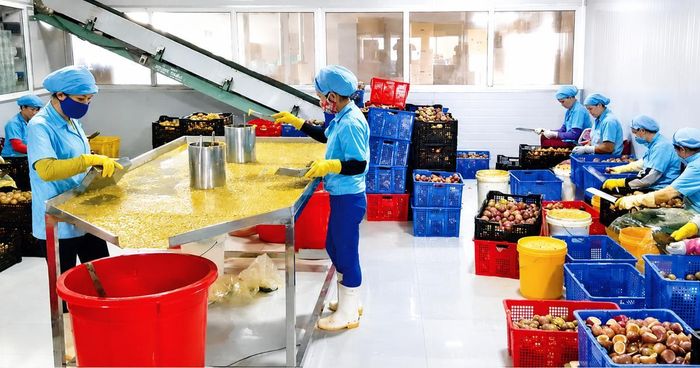 HTX Hùng Thơm đầu tư công nghệ, phục vụ chế biến sâu để đăng ký sở hữu trí tuệ.