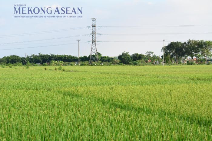 Diện tích gieo cấy lúa hè thu chậm hơn chủ yếu do vụ lúa đông xuân thu hoạch muộn, nắng nóng kéo dài ở một số địa phương làm hạn chế nguồn nước tưới. Ảnh minh họa: Lê Hồng Nhung - Mekong ASEAN