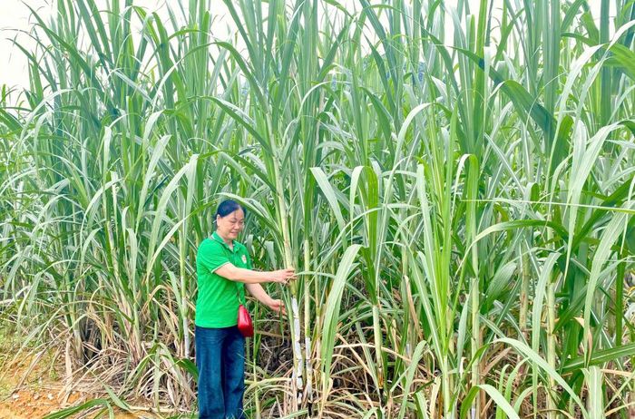 Hơn 3 ha mía nguyên liệu của gia đình chị Lý Thị Duyên, xóm Tà Lùng, xã Phục Hòa cho thu hoạch gần 400 triệu đồng/năm.