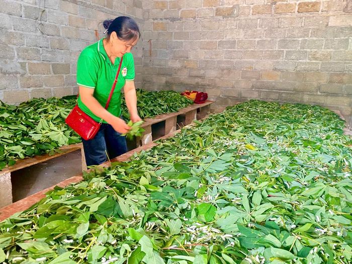 Mô hình nuôi tằm của gia đình chị Lý Thị Duyên, xóm Tà Lùng, xã Phục Hòa bước đầu đem lại hiệu quả kinh tế cao.
