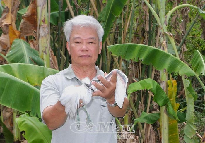 Cựu chiến binh Nguyễn Văn Thiệt thăm con cò ruồi mới sinh sản.