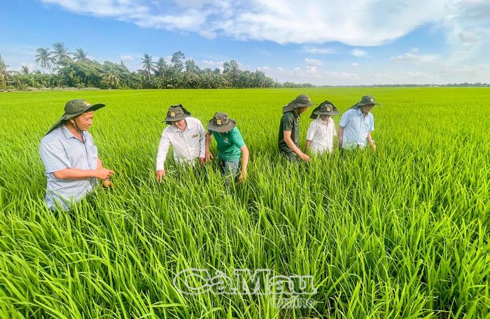 Đoàn công tác Tập đoàn Lộc Trời phối hợp với ngành chuyên môn và xã Khánh Bình khảo sát cánh đồng, thúc đẩy liên kết bao tiêu lúa.
