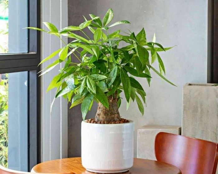 Cây kim ngân mang ý nghĩa chiêu tài. Ảnh minh họa