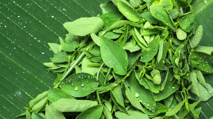 Rau ngót chịu nắng tốt, ít sâu bệnh và có thể cho thu hoạch nhiều đợt trong năm