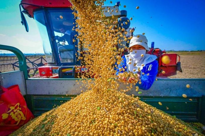 Đậu tương Brazil tiếp tục chiếm tỷ trọng lớn trong nhập khẩu của Trung Quốc, trong khi các mức thuế bổ sung đối với đậu tương Hoa Kỳ vẫn khiến doanh nghiệp nhập khẩu cân nhắc kỹ về chi phí