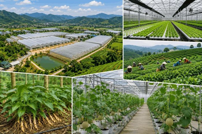Lào Cai xác định phát triển nông nghiệp theo hướng hàng hóa hiện đại, giá trị gia tăng cao, gắn với chuyển đổi số, đổi mới sáng tạo và kinh tế xanh. Ảnh Cổng TTĐT