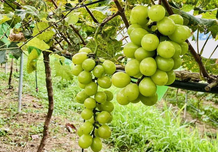 Nhờ sản xuất theo quy trình hữu cơ, sản phẩm nho của gia đình chị Hoàng Thị Thảo, xóm Pác Măn, xã Nguyên Bình có vị ngọt thanh, giòn, thơm, an toàn thực phẩm. Ảnh Quốc Sơn