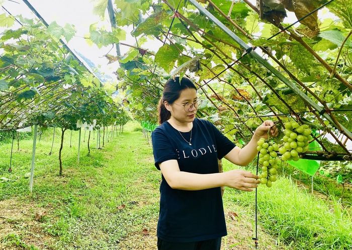 Vườn nho hữu cơ của gia đình chị Hoàng Thị Thảo, xóm Pác Măn, xã Nguyên Bình mang lại doanh thu gần 60 triệu đồng mỗi năm. Ảnh Quốc Sơn