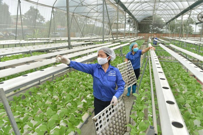 Sản xuất rau công nghệ cao tại xã Nội Bài. Ảnh: Phạm Hùng