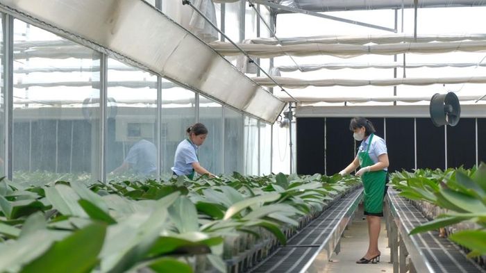 Hà Nội sẽ hỗ trợ các hợp tác xã, doanh nghiệp và vùng sản xuất tập trung đủ điều kiện áp dụng mô hình nông trại điện tử. Ảnh: PV