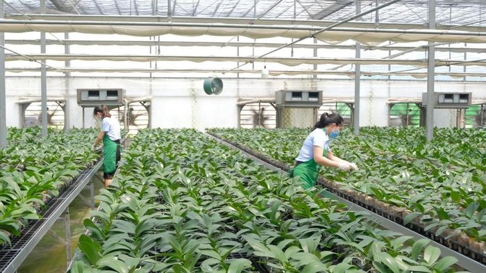 Hà Nội đang từng bước hình thành hệ sinh thái hỗ trợ chuyển đổi số trong nông nghiệp thông qua phát triển hạ tầng số, dữ liệu vùng trồng, thương mại điện tử và các nền tảng quản lý sản xuất. Ảnh: PV