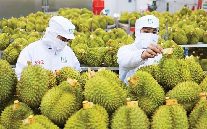 Sầu riêng là ngành hàng xuất khẩu chủ lực của Việt Nam. Ảnh: Tùng Nguyễn