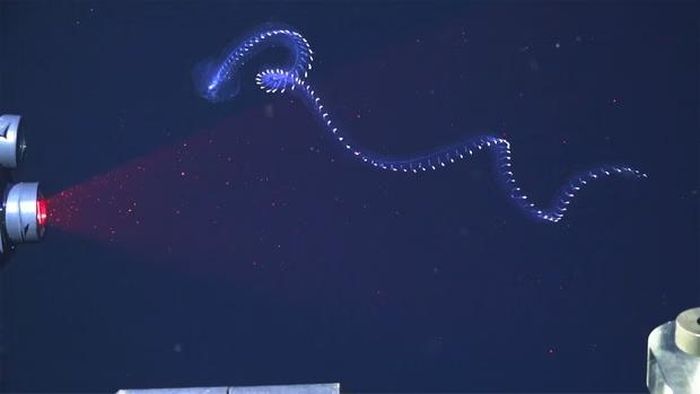 Một loài sinh vật siphonophore mới được phát hiện trong chuyến thám hiểm. (Ảnh: Schmidt Ocean Institute)