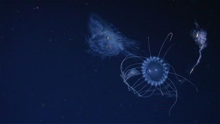 Sứa đĩa Solmissus săn một loài sứa lược. (Ảnh: Schmidt Ocean Institute)