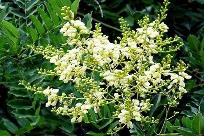 Hòe hoa là nụ hoa chưa nở của cây hòe, được sử dụng trong nhiều bài thuốc y học cổ truyền với công năng lương huyết, chỉ huyết và thanh can. (Ảnh minh họa)
