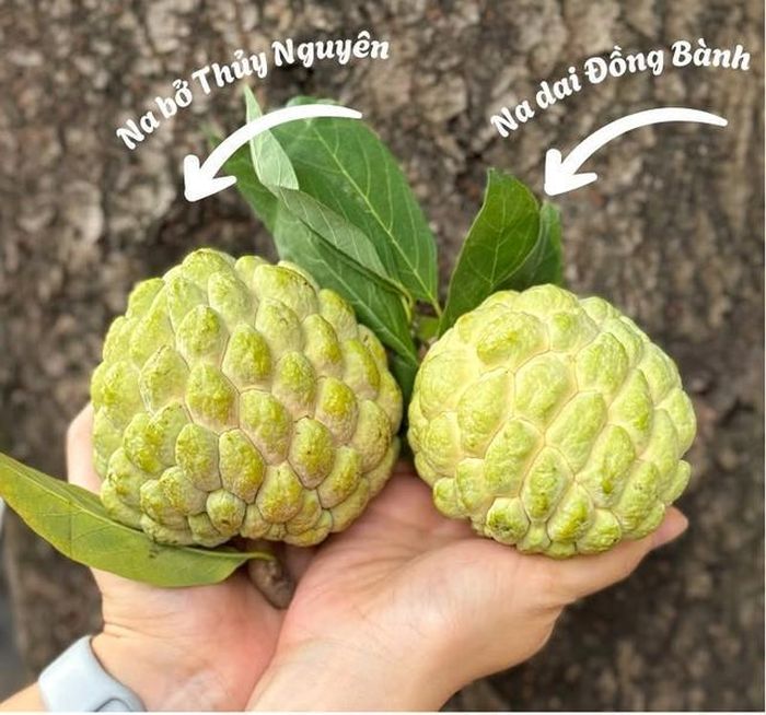 Na dai hay na bở đều mang hương vị thơm ngon đặc trưng.