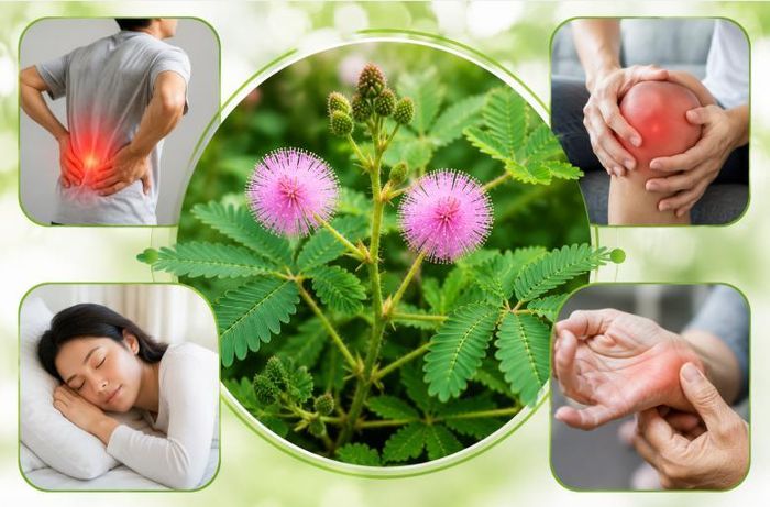 Dược liệu từ cây xấu hổ được sử dụng với nhiều mục đích khác nhau… Ảnh AI.
