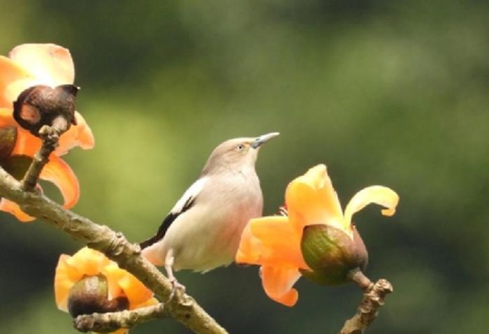 Loài sáo sậu đầu trắng (acridotheres leucocephalus) ở Vườn Quốc gia Phong Nha - Kẻ Bàng. Ảnh: VQG PN-KB.