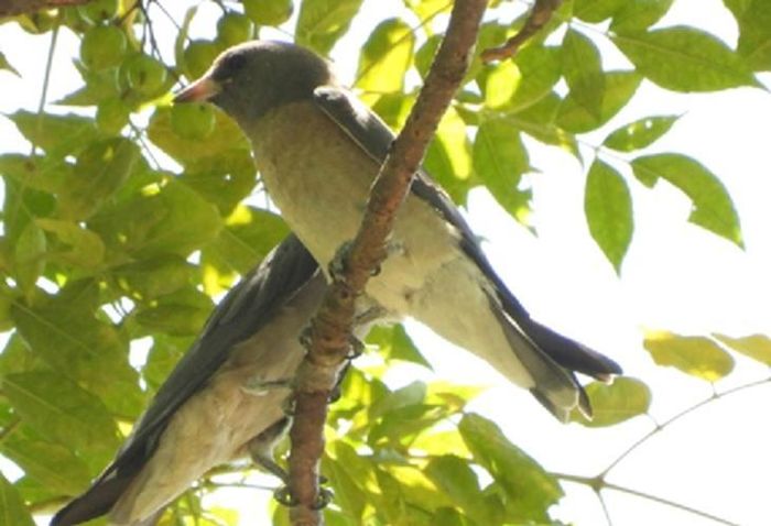 Loài nhạn rừng (artamus fuscus) tại Vườn Quốc gia Phong Nha - Kẻ Bàng. Ảnh: VQG PN-KB.