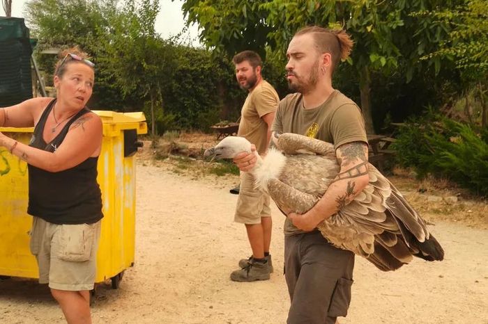  Nhân viên Công viên Hoang dã Safari Madrid giúp sơ tán một con kền kền khỏi khu bảo tồn động vật hoang dã Kuna Ibérica. Ảnh: Safari Madrid. 