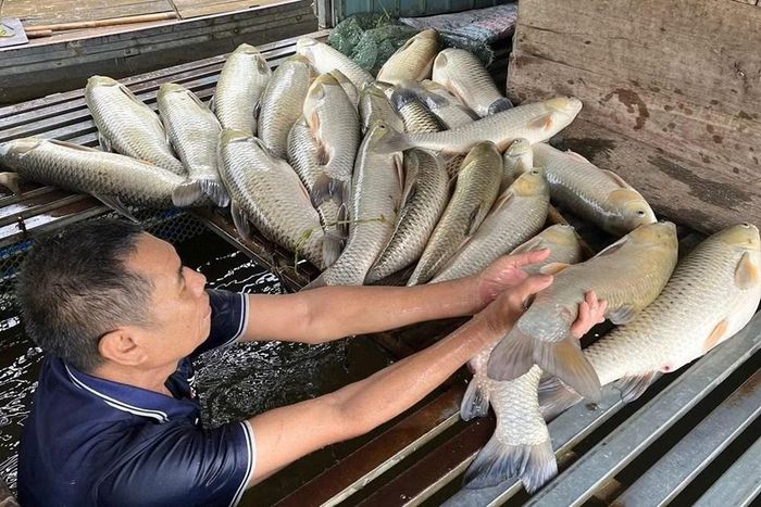 Hiện tượng cá chết kéo dài khiến nhiều hộ nuôi cá lồng trên sông Lam chịu thiệt hại nặng