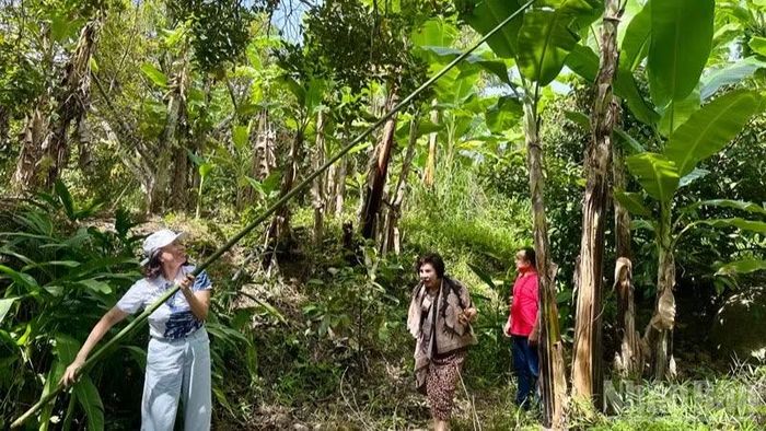 Du khách thong thả dạo bước, trải nghiệm hái quả, thưởng thức đặc sản ngay tại các vườn trồng cây ăn quả ở xã Lâm Sơn.