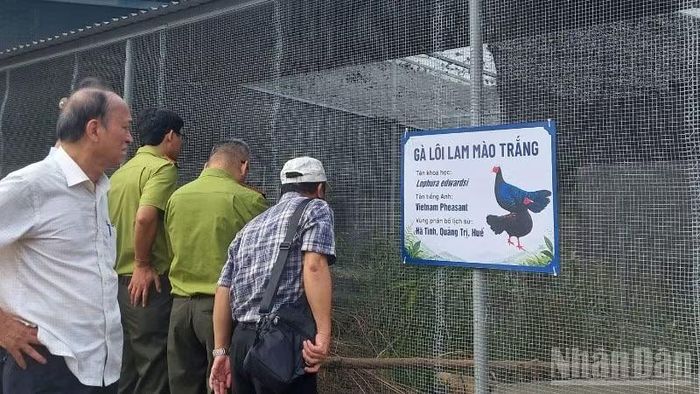 Các đại biểu quan sát các cá thể Gà lôi lam mào trắng.